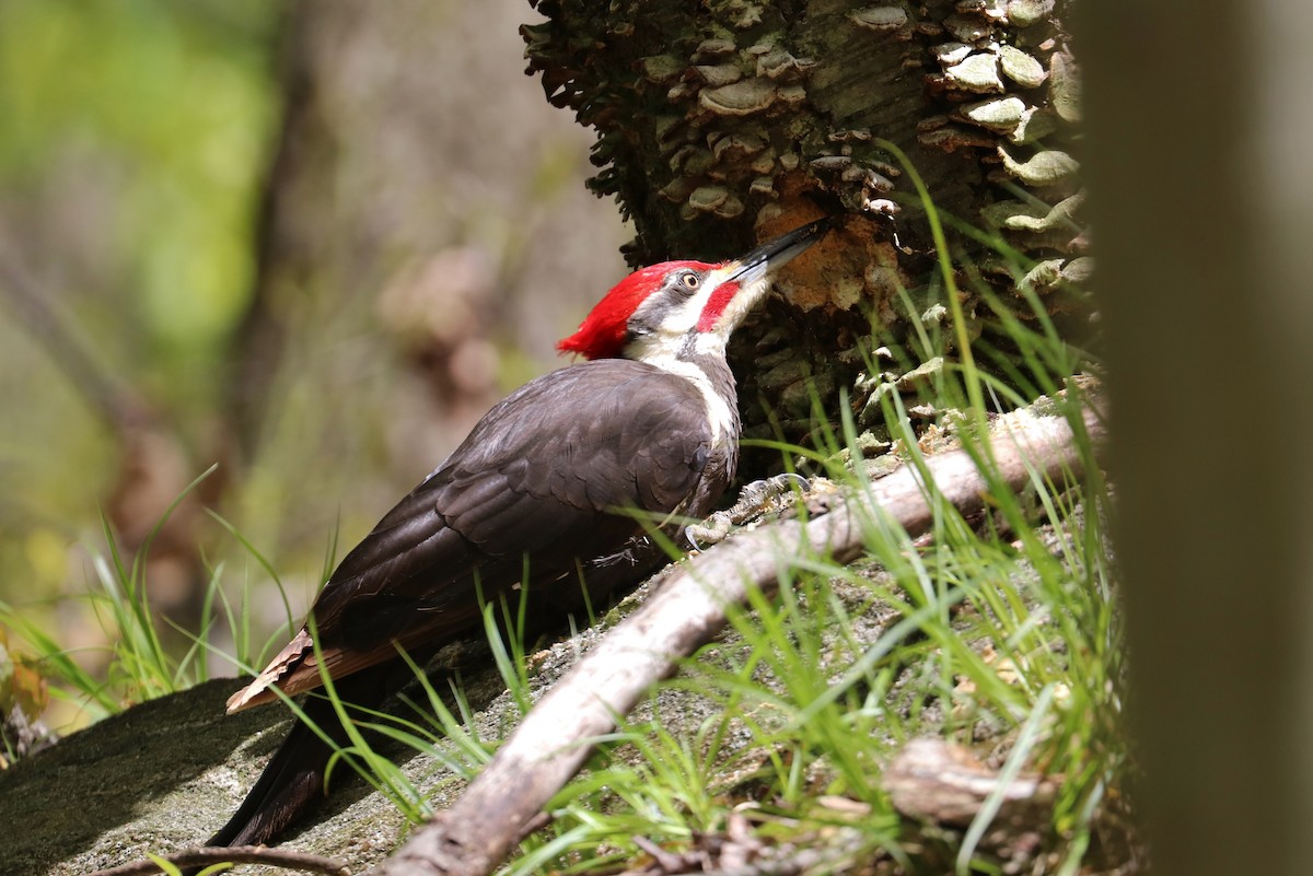 Pileated Woodpecker - ML232482811