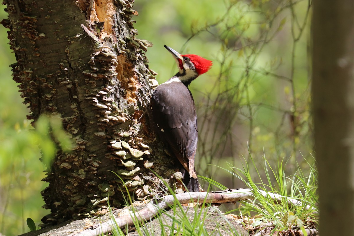 Pileated Woodpecker - ML232482831