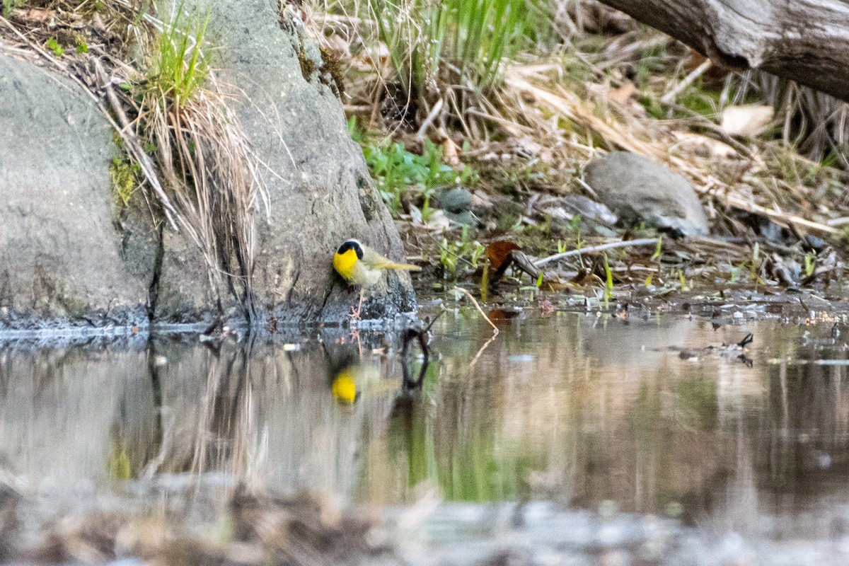 Common Yellowthroat - ML232487521