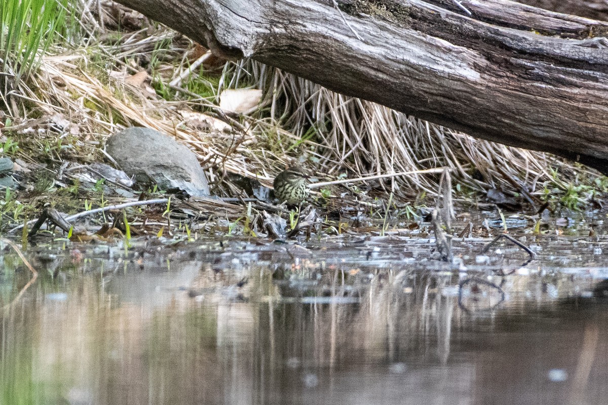 Northern Waterthrush - ML232487591