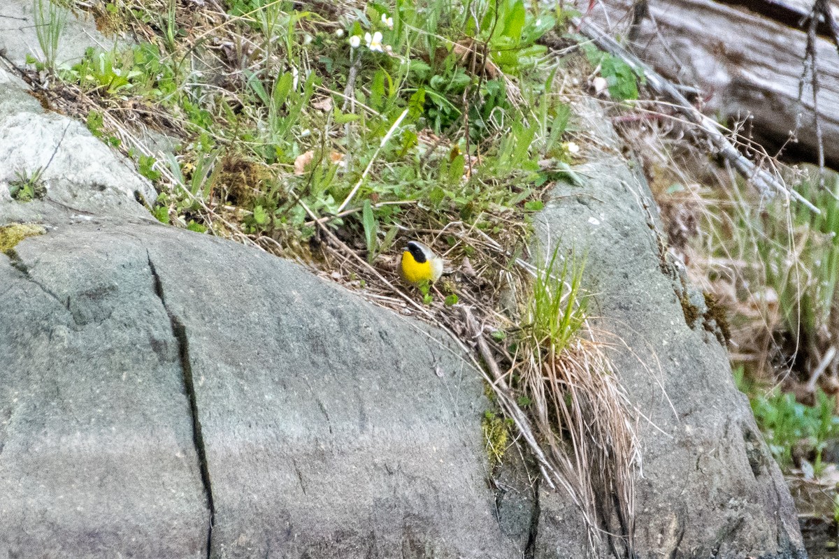 Common Yellowthroat - ML232487631