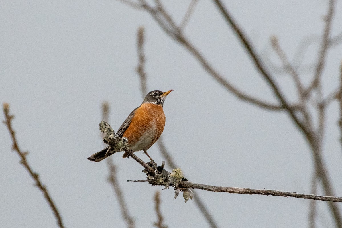 American Robin - ML232487651