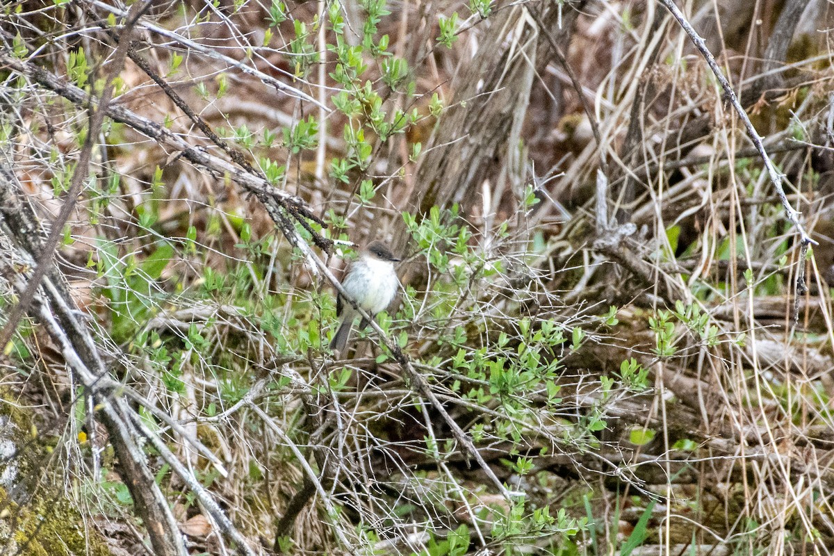 Eastern Phoebe - ML232487661