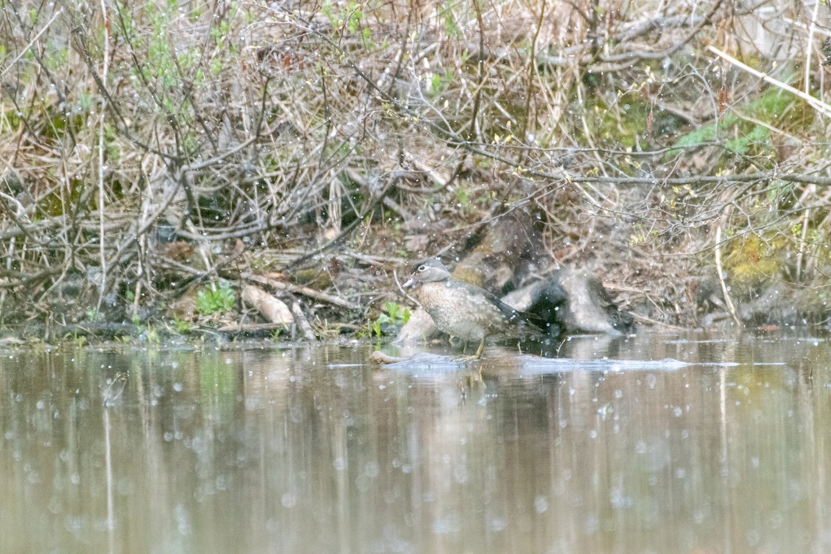 Wood Duck - ML232487751