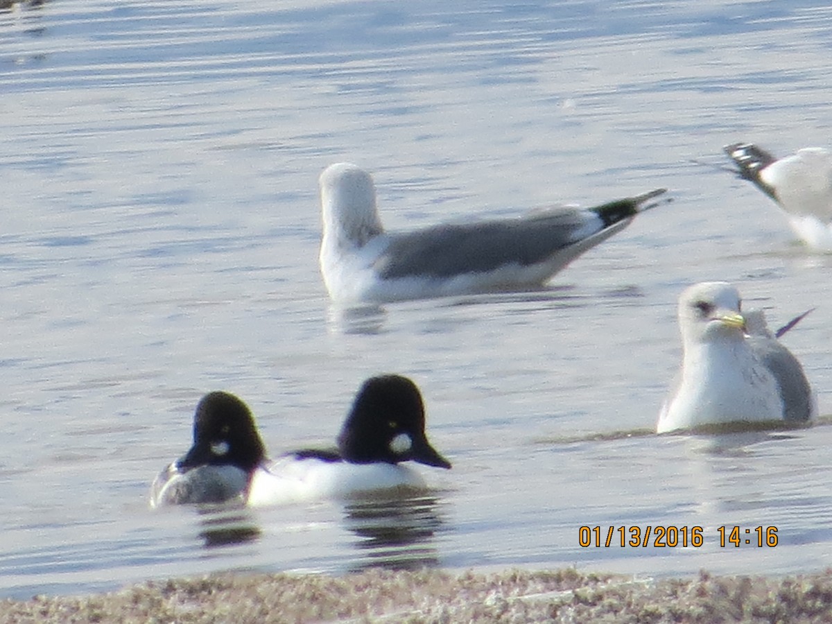 Common Goldeneye - ML23248811