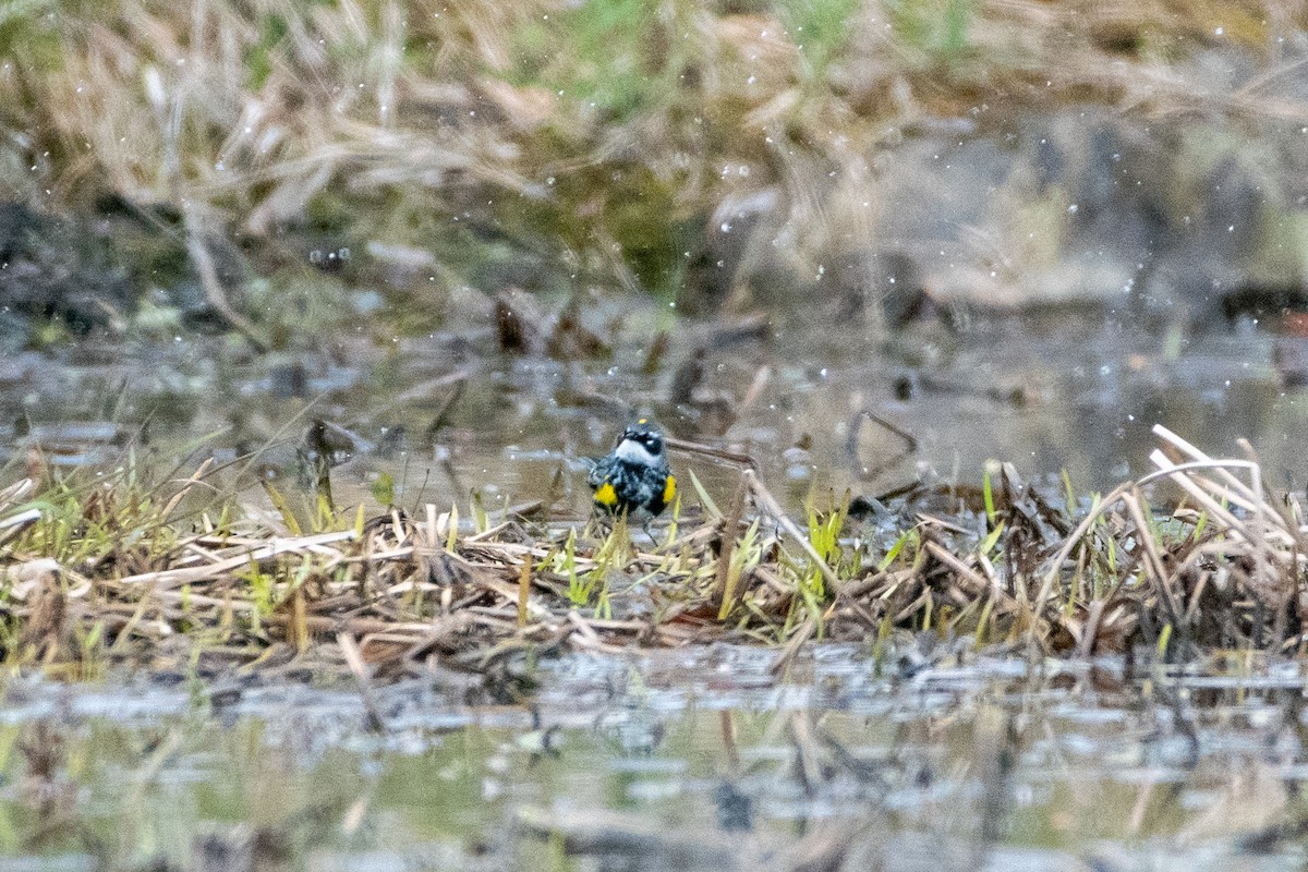 Yellow-rumped Warbler - ML232488261