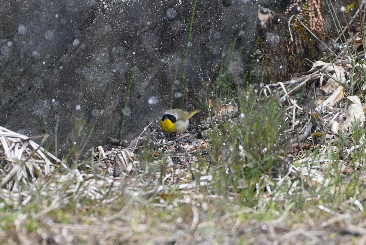 Common Yellowthroat - ML232488461