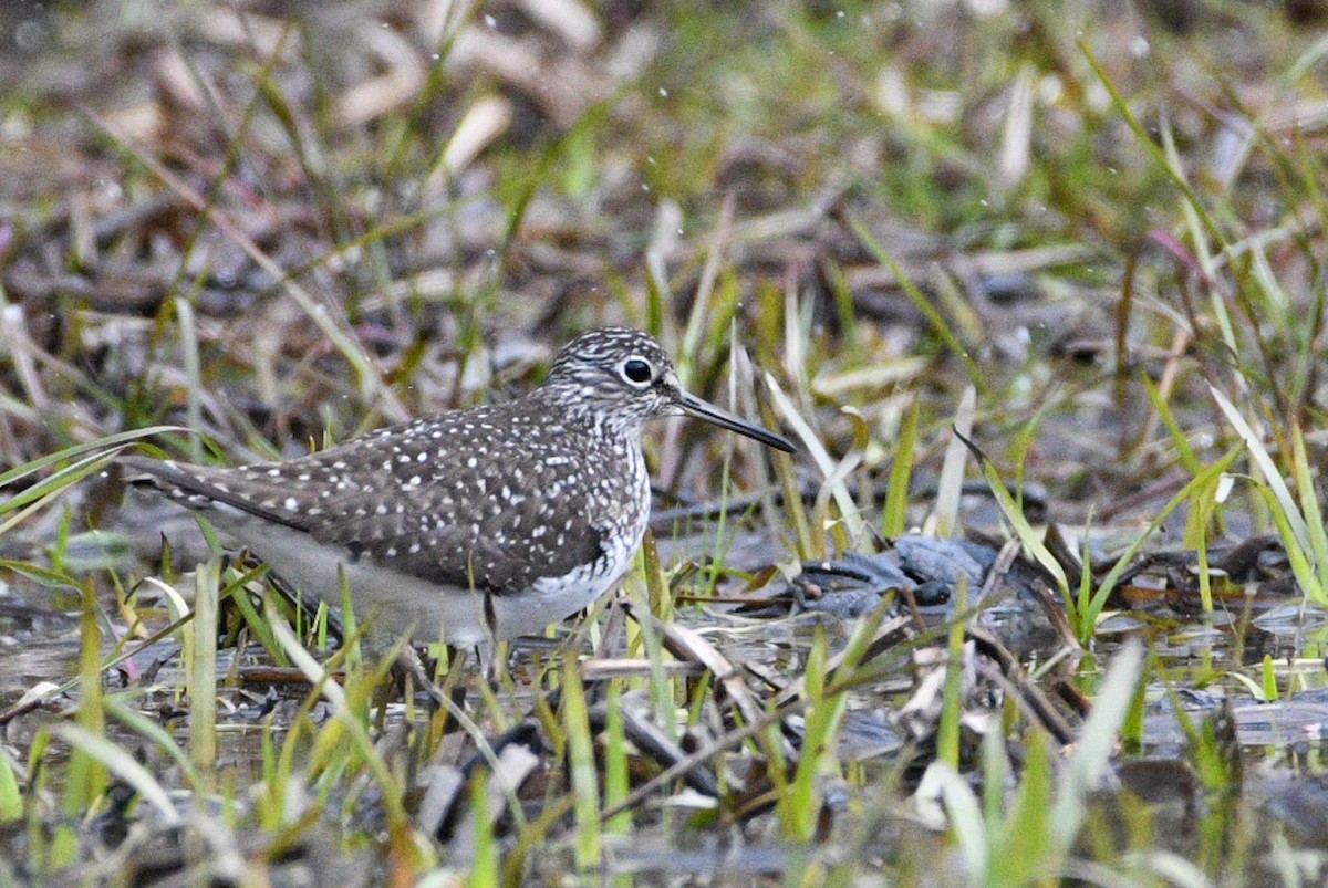 Solitary Sandpiper - ML232488551