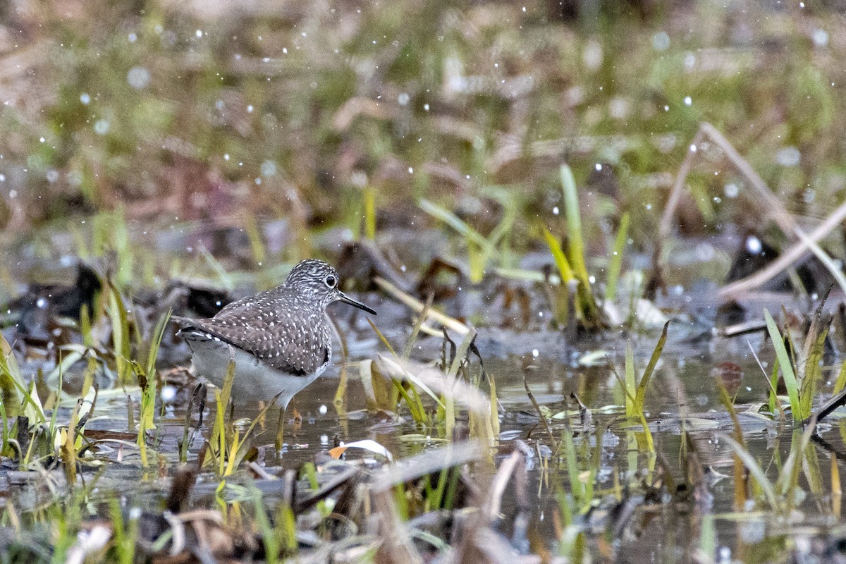 Solitary Sandpiper - ML232488561