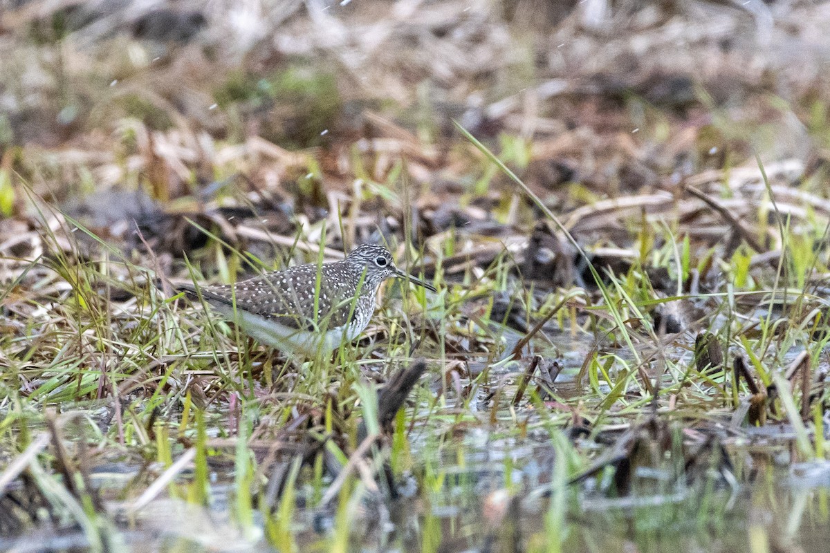 Solitary Sandpiper - ML232488571