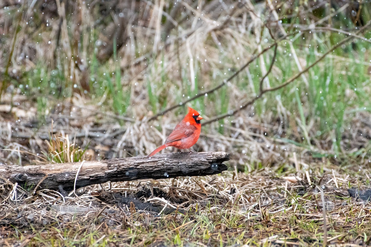 Cardinal rouge - ML232489021