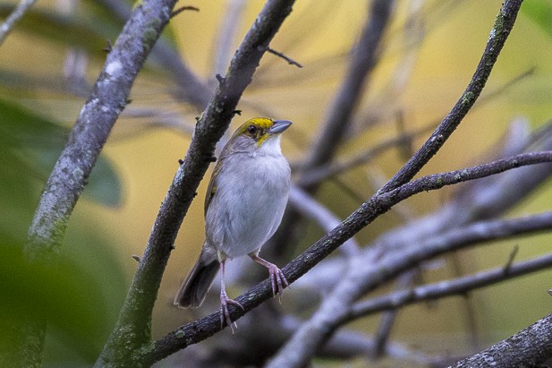 Yellow-browed Sparrow - Sire Martínez