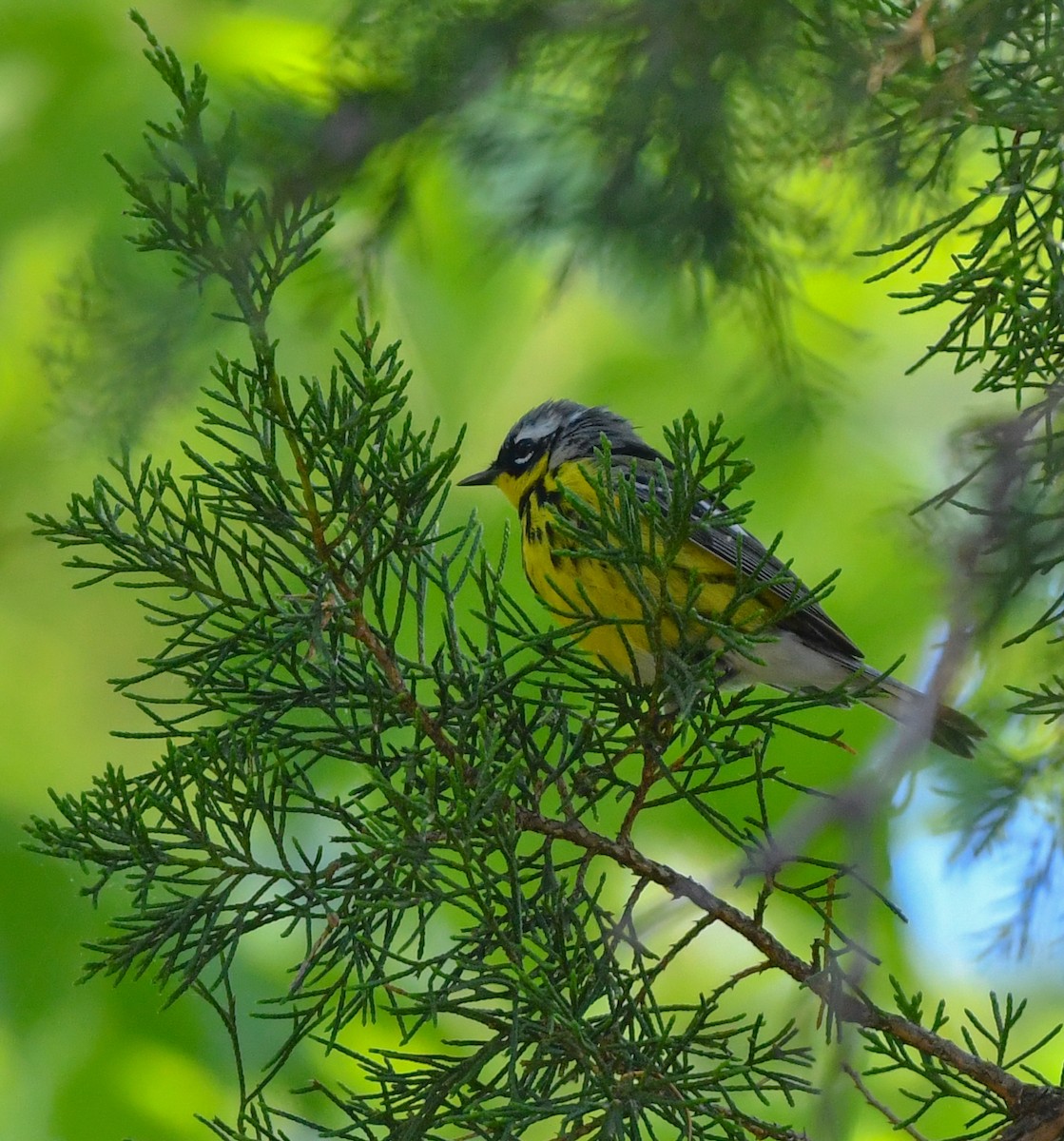 Magnolia Warbler - ML232490251