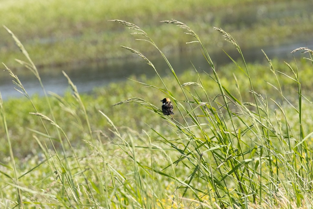 bobolink - ML232490901