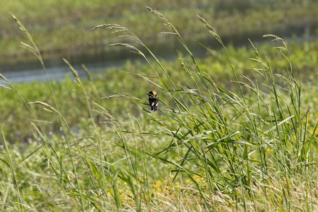 bobolink - ML232491271