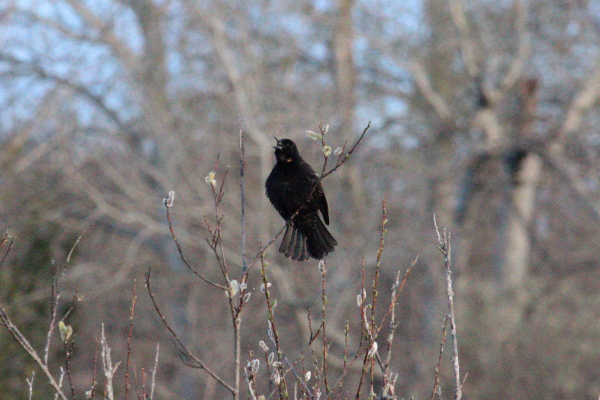 Red-winged Blackbird - ML232491481