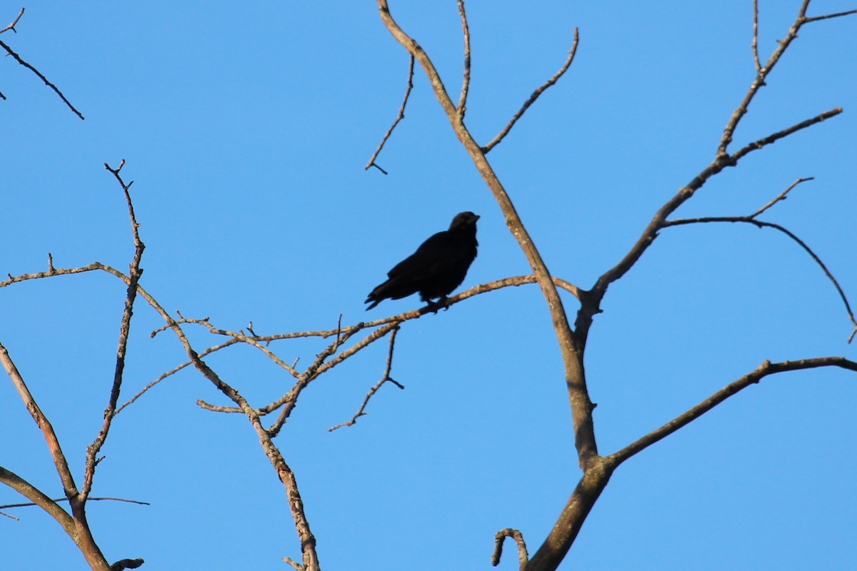 American Crow - ML232492201