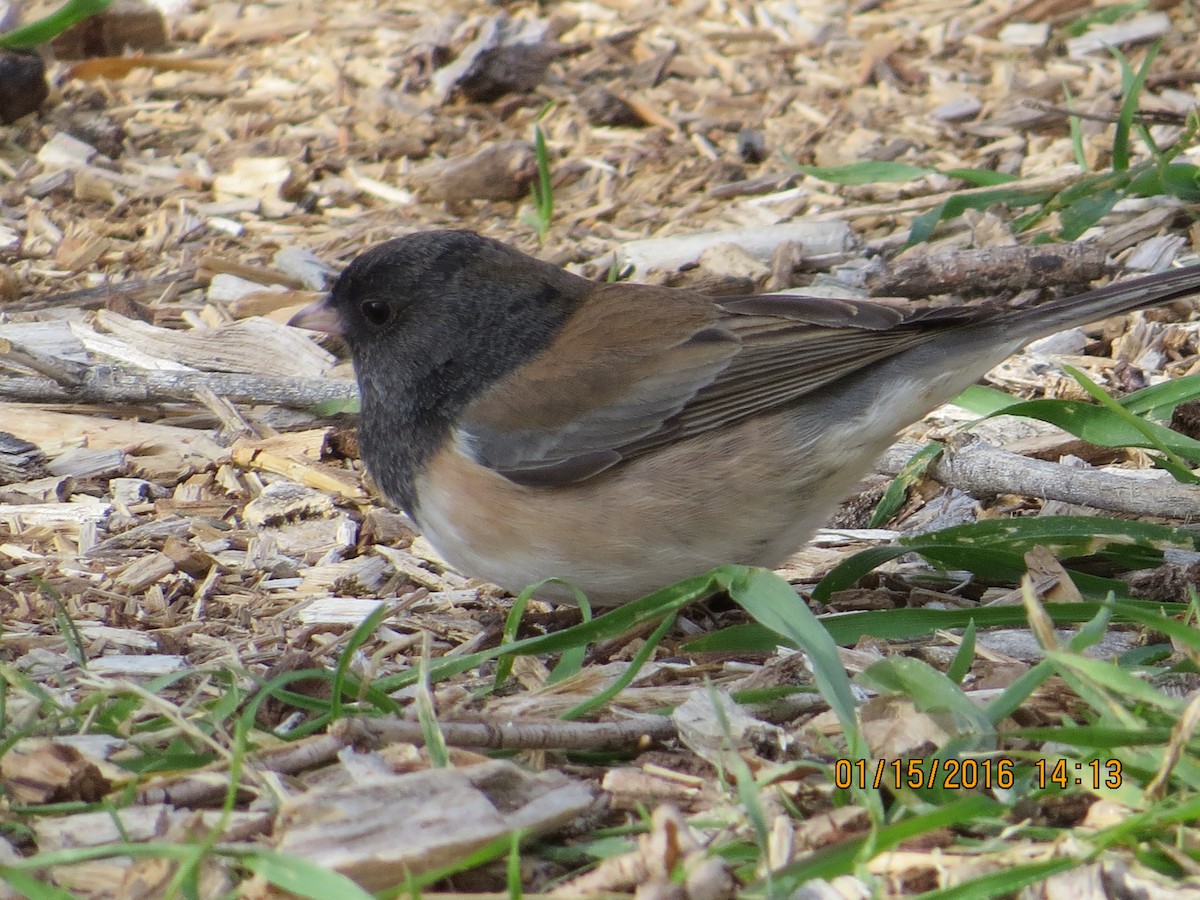 Dark-eyed Junco (Oregon) - rick shearer