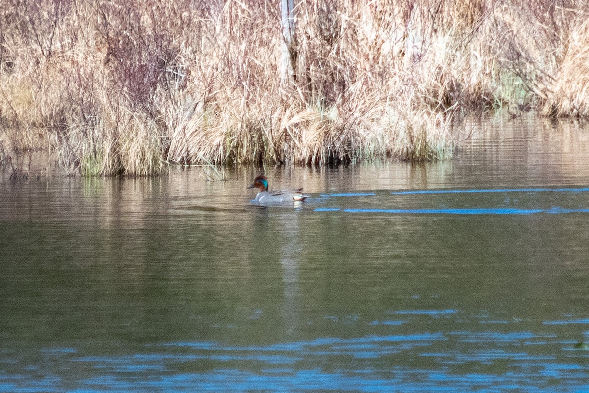 小水鴨(carolinensis) - ML232493171