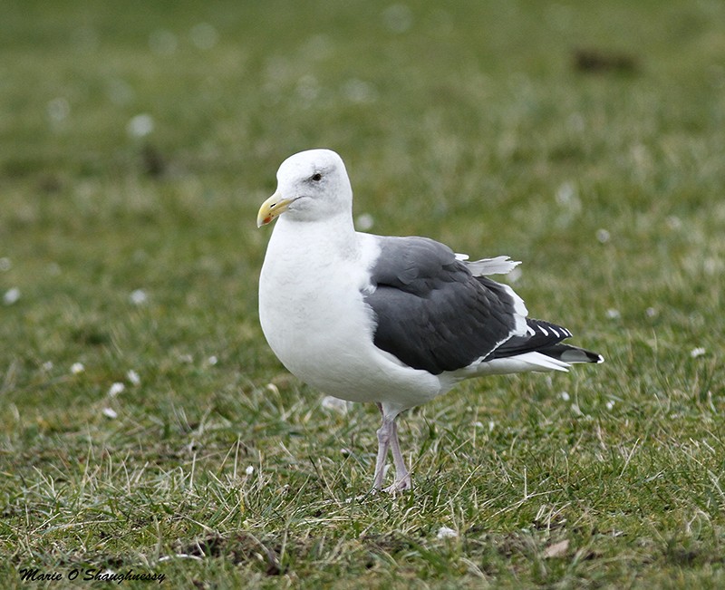 Western Gull - Marie O'Shaughnessy