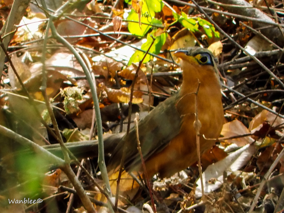 Lesser Ground-Cuckoo - ML232494261