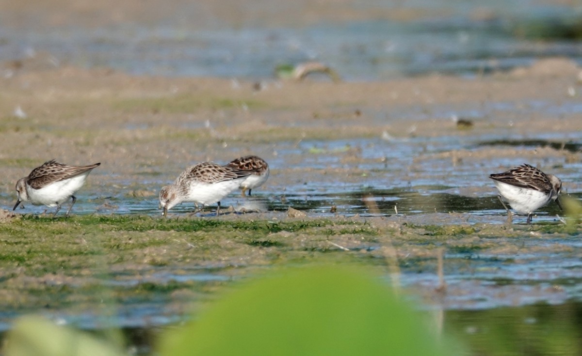 Semipalmated Sandpiper - ML232494731