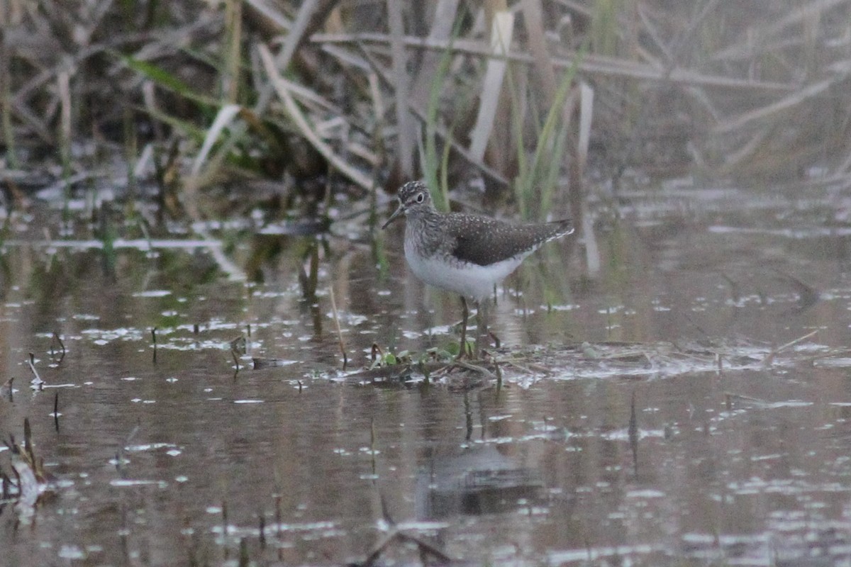 Solitary Sandpiper - ML232495761