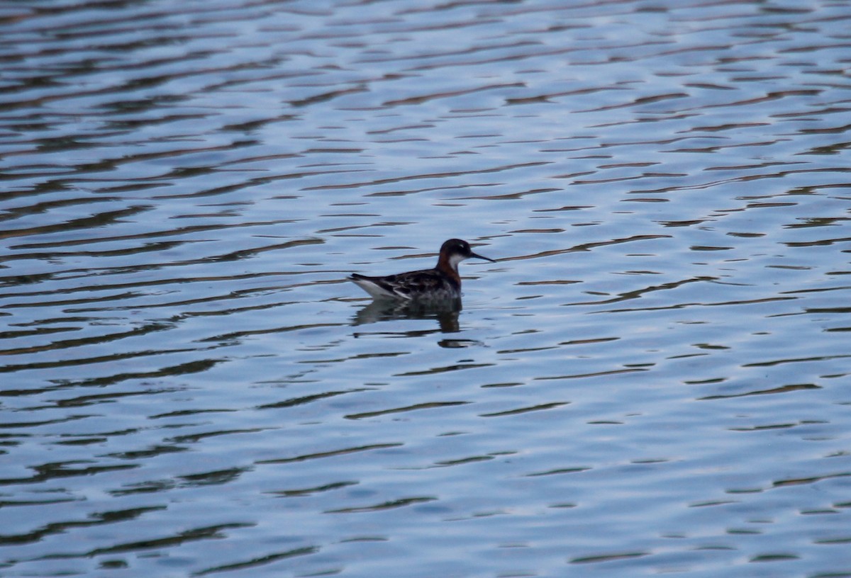 Red-necked Phalarope - ML232497151