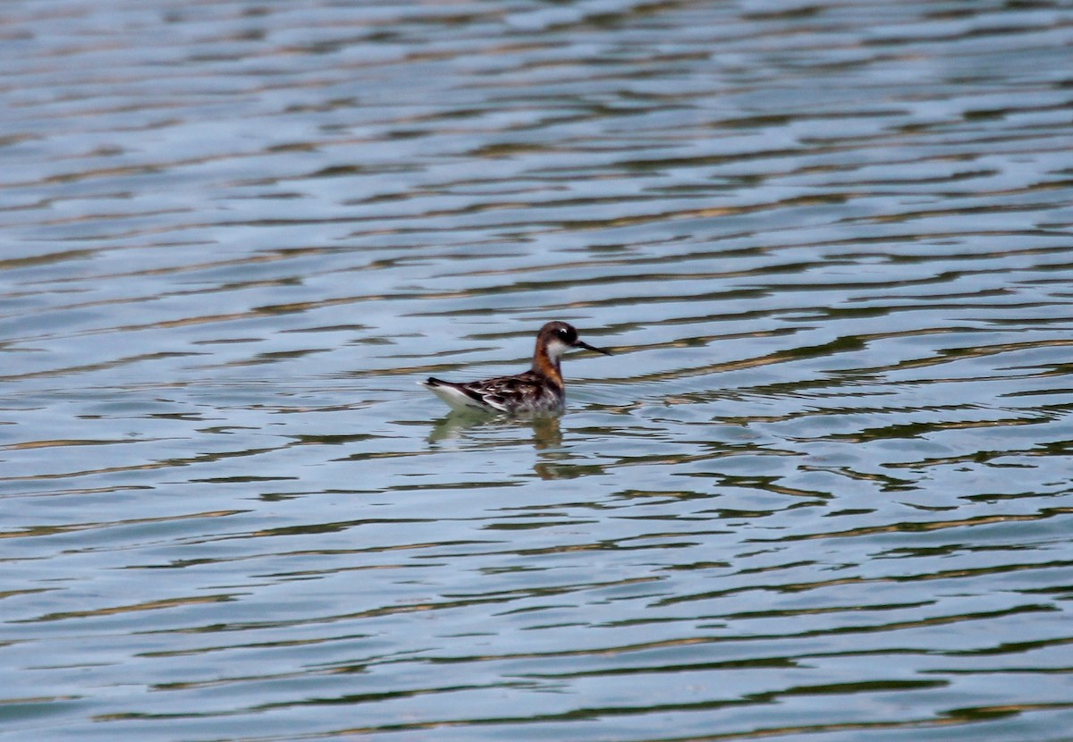 Phalarope à bec étroit - ML232497191