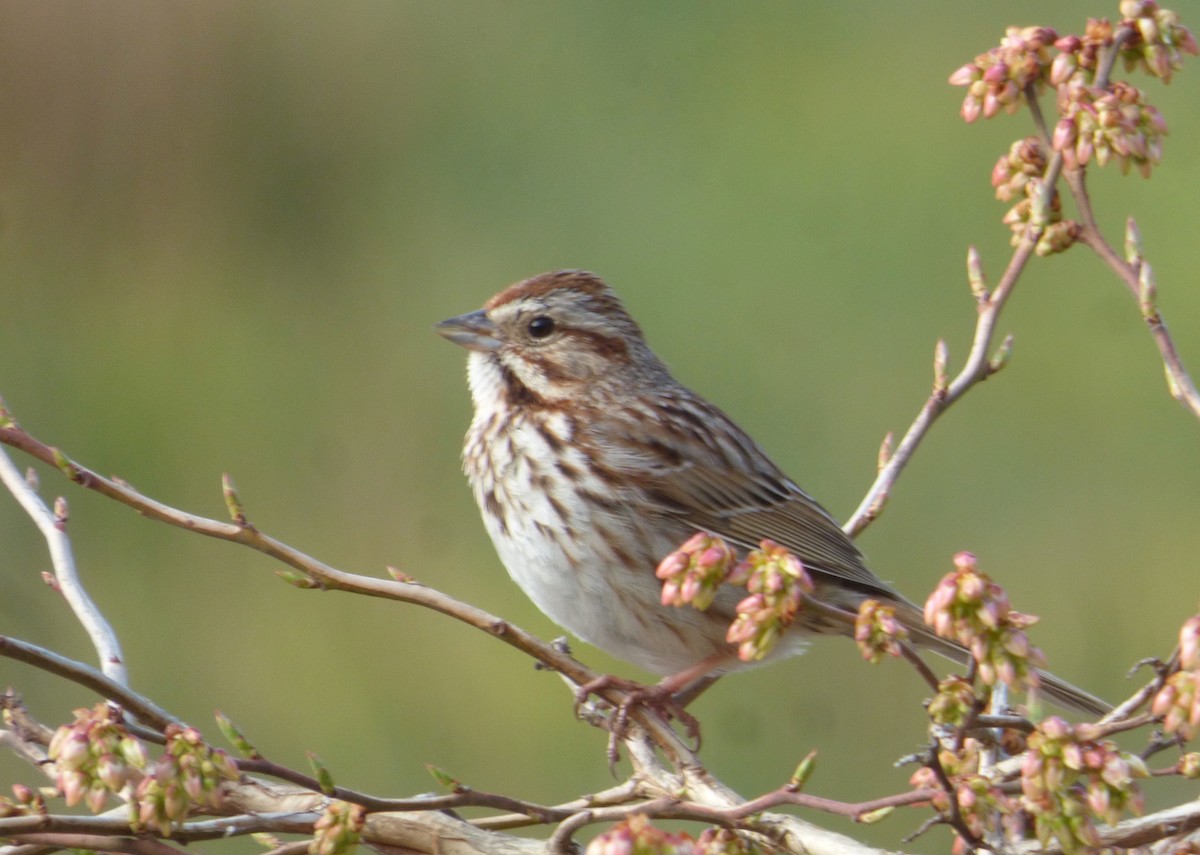 Song Sparrow - ML232498441