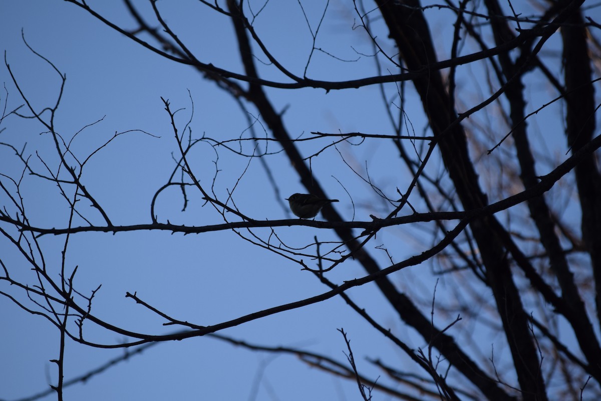 Ruby-crowned Kinglet - ML23249911