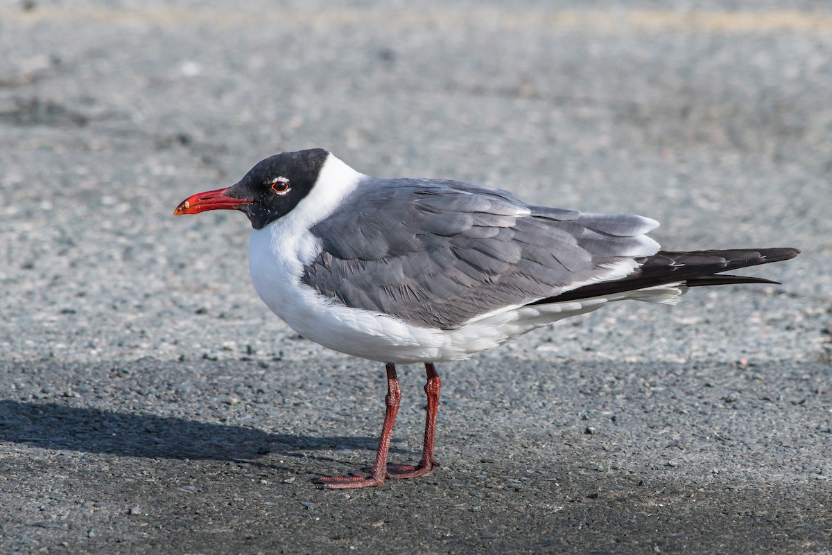 Laughing Gull - Frank King