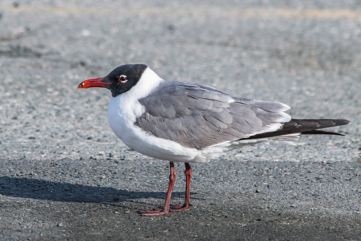 Laughing Gull - ML232500681