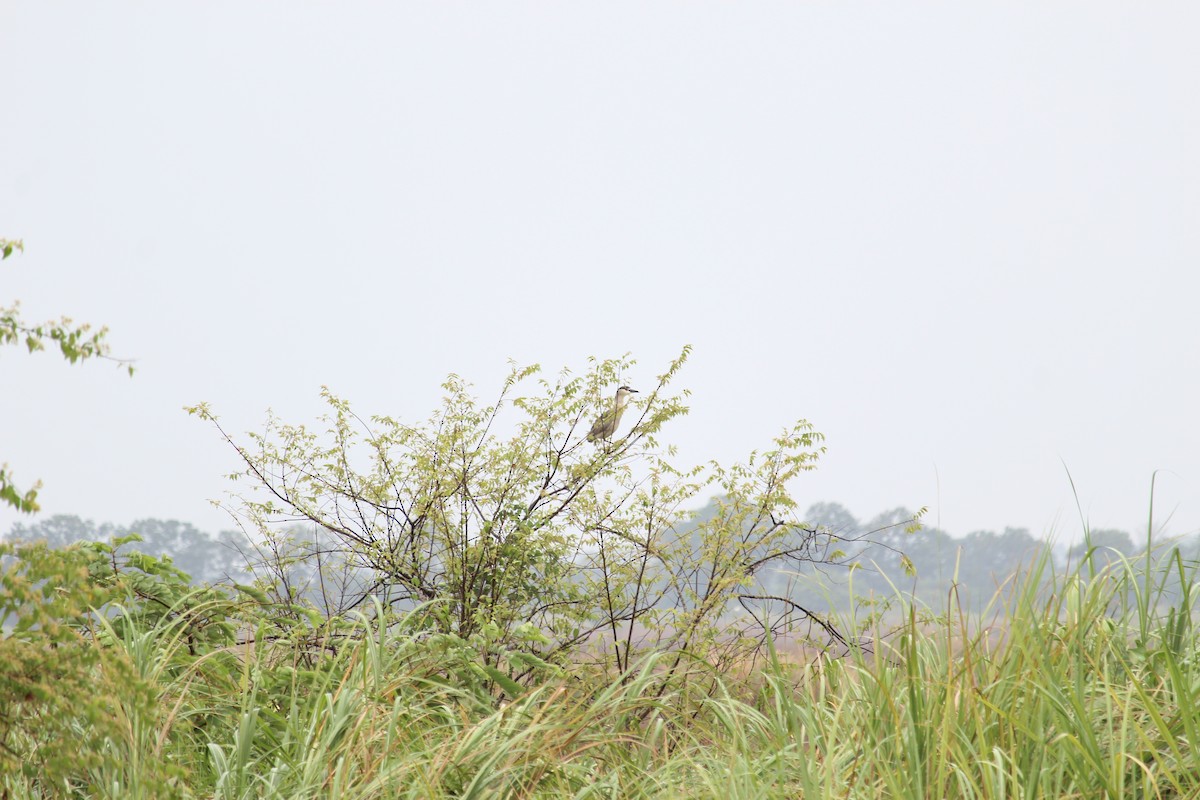 Black-crowned Night Heron - ML232500901