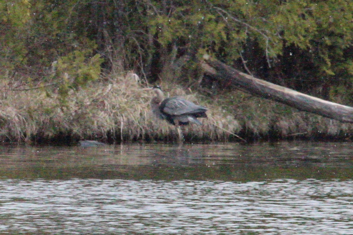 Great Blue Heron - ML232501461