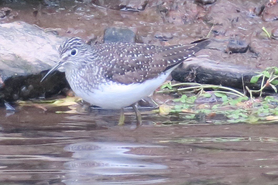 eremittsnipe - ML232502451