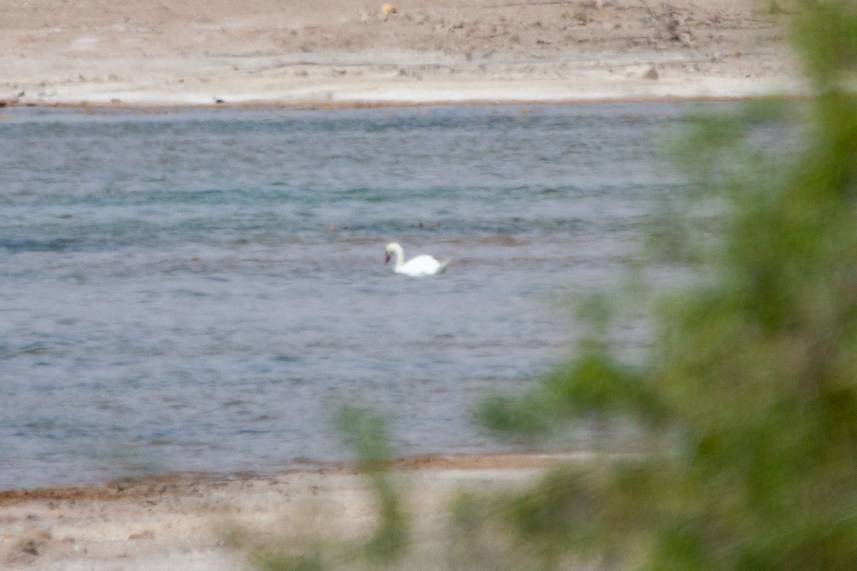 Mute Swan - ML232502781