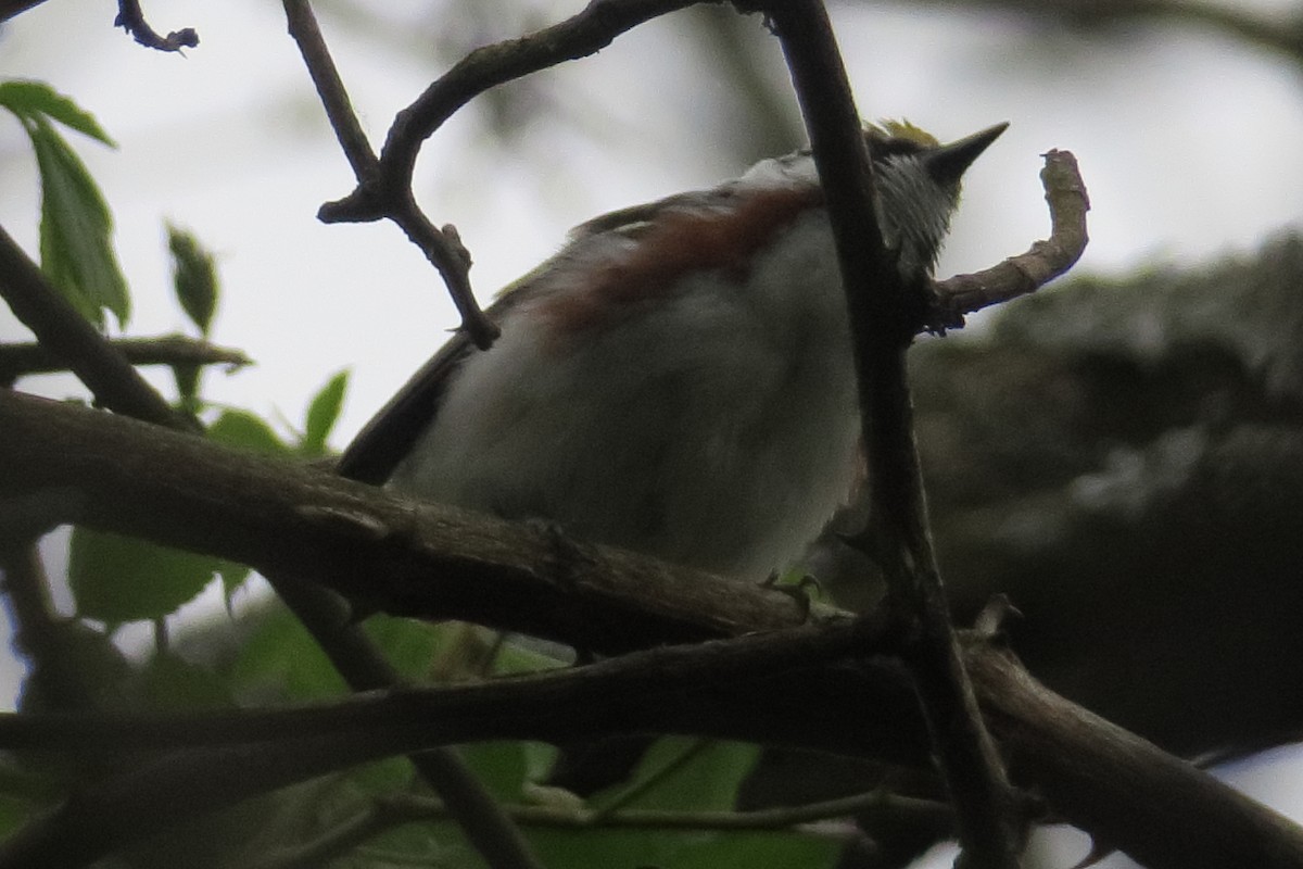 brunsideparula - ML232502791