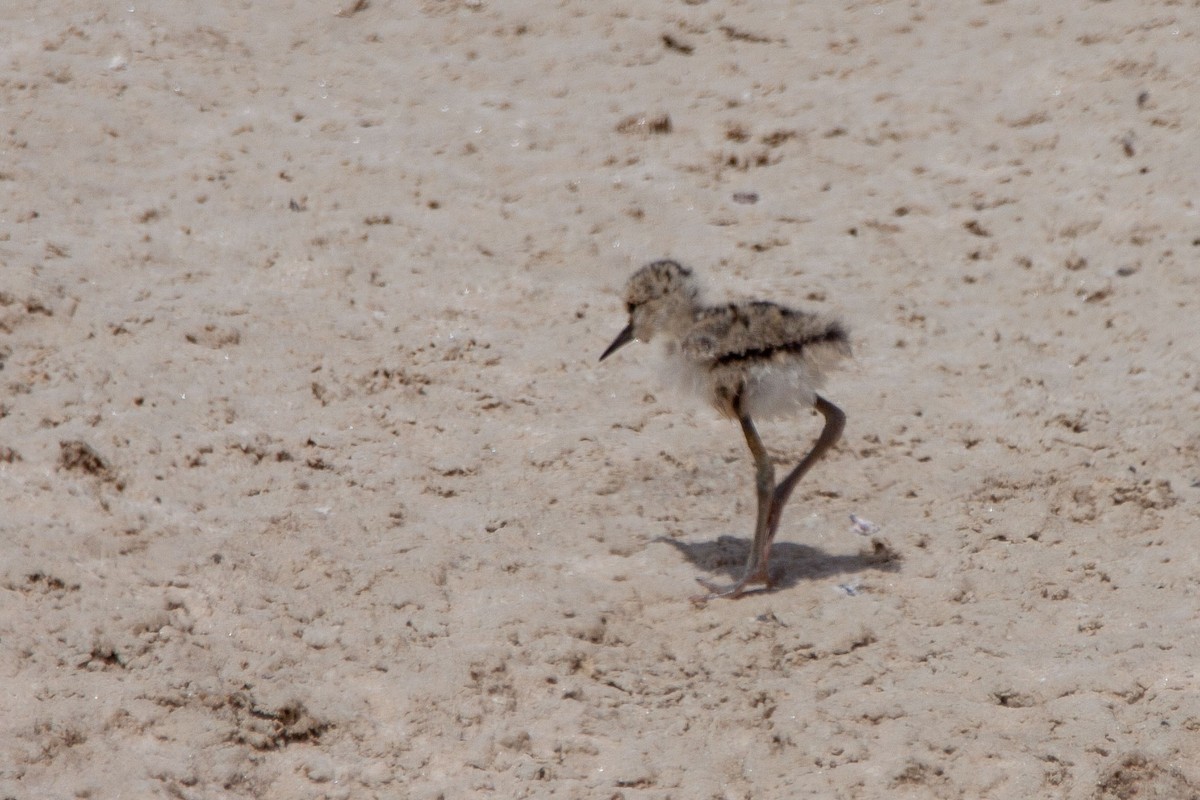 Black-winged Stilt - ML232503311