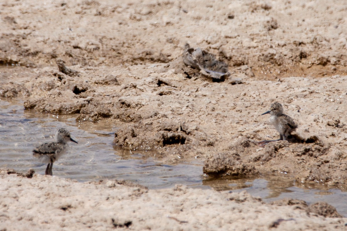 Black-winged Stilt - ML232503341