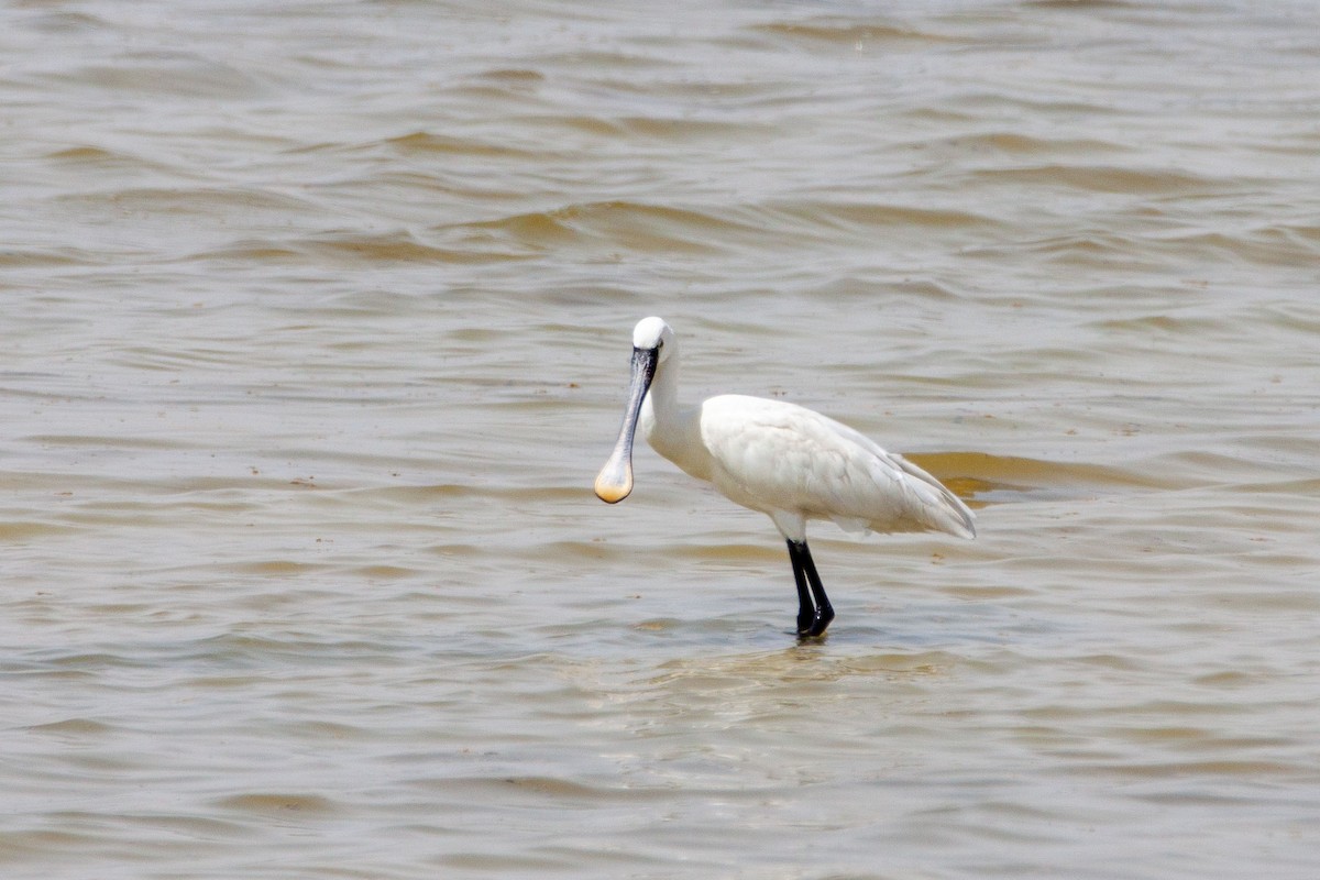 Eurasian Spoonbill - ML232504461