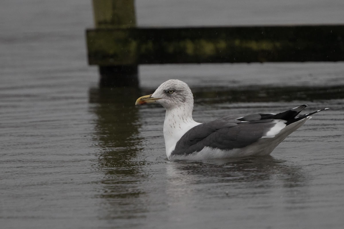 Lesser Black-backed Gull - ML232504851