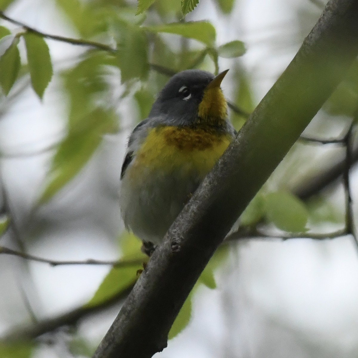 Northern Parula - ML232505061