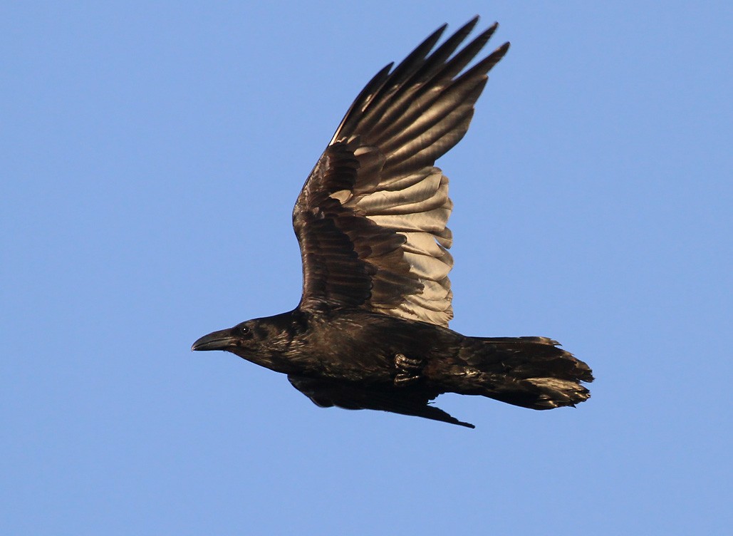 Common Raven - Ryan Brady