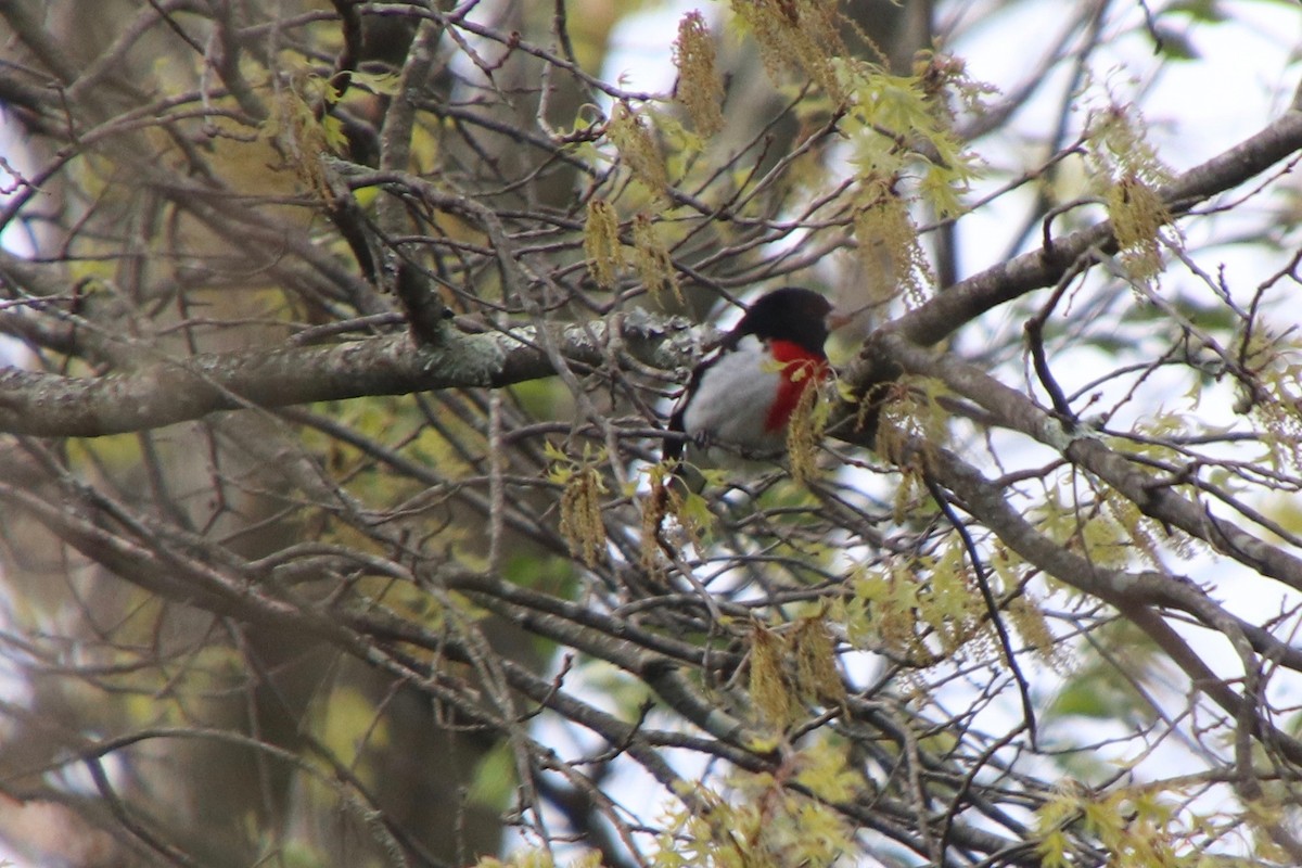 Rose-breasted Grosbeak - ML232511311