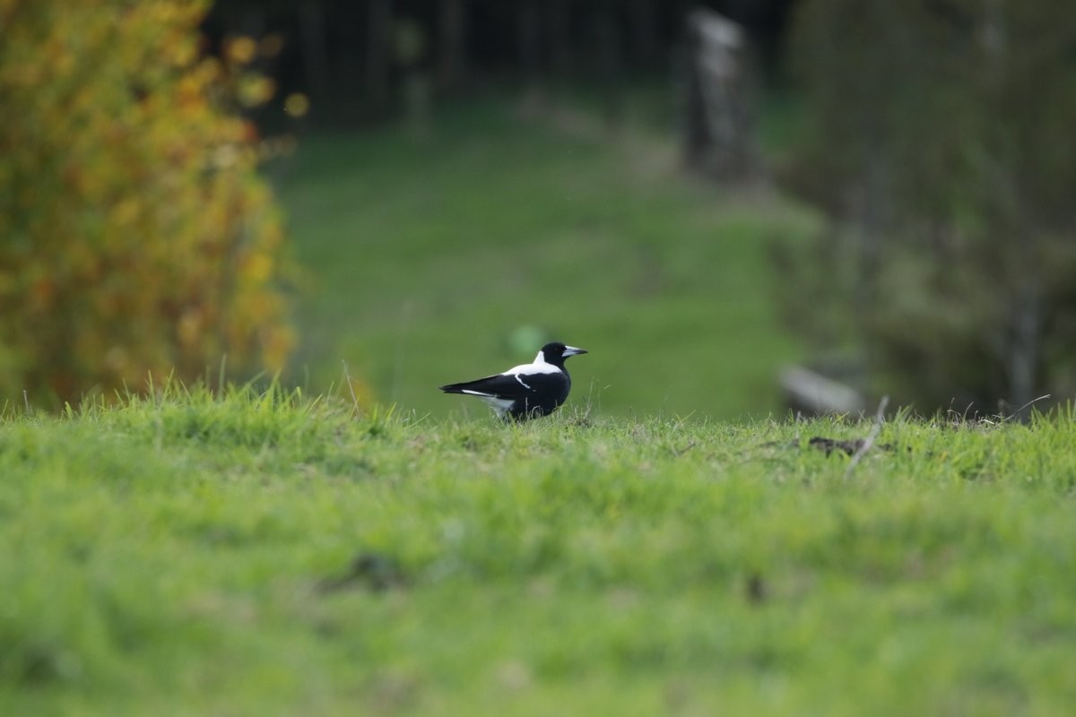 Australian Magpie - ML232512201