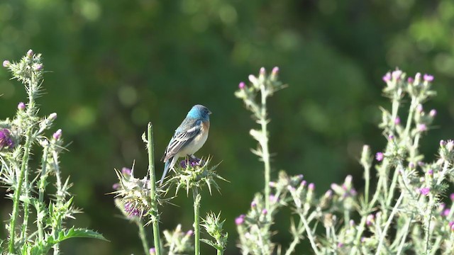 Lazuli Bunting - ML232512681