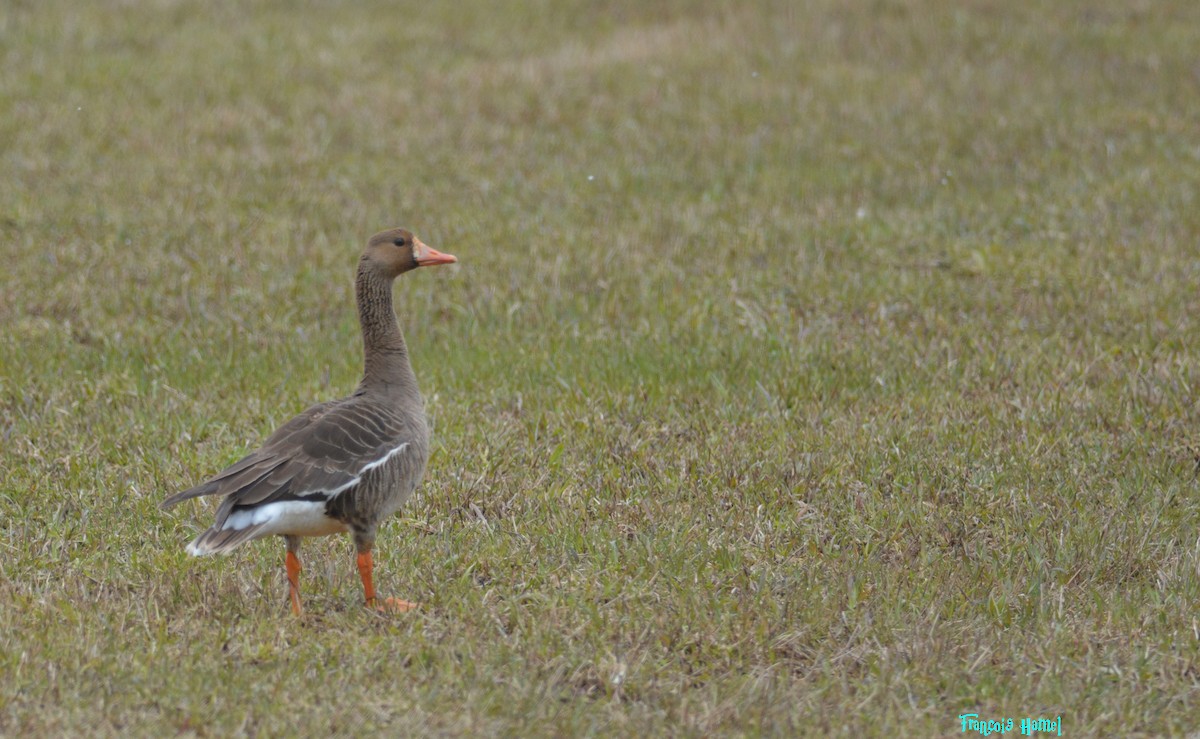 Greater White-fronted Goose - ML232513011