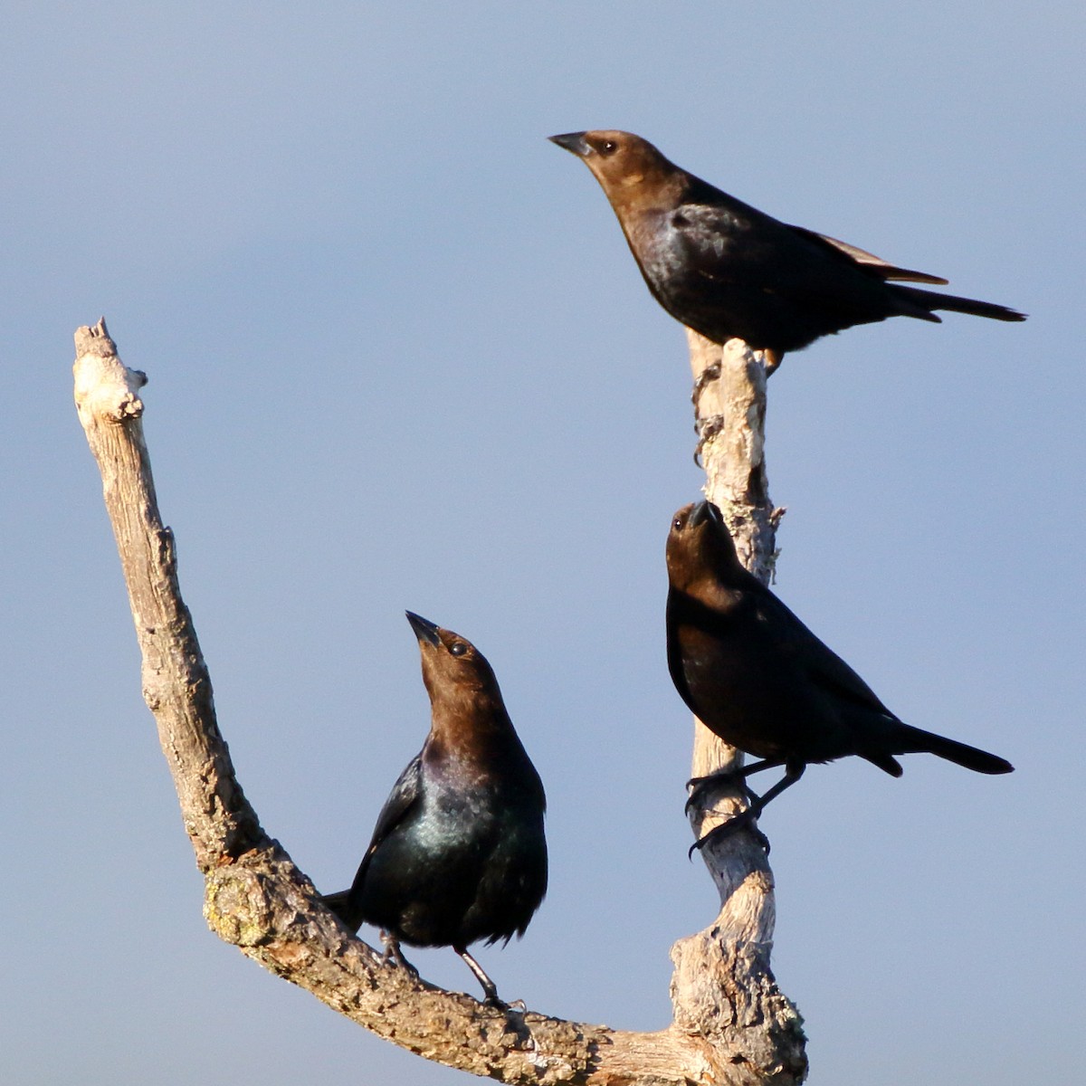 Brown-headed Cowbird - ML232514321