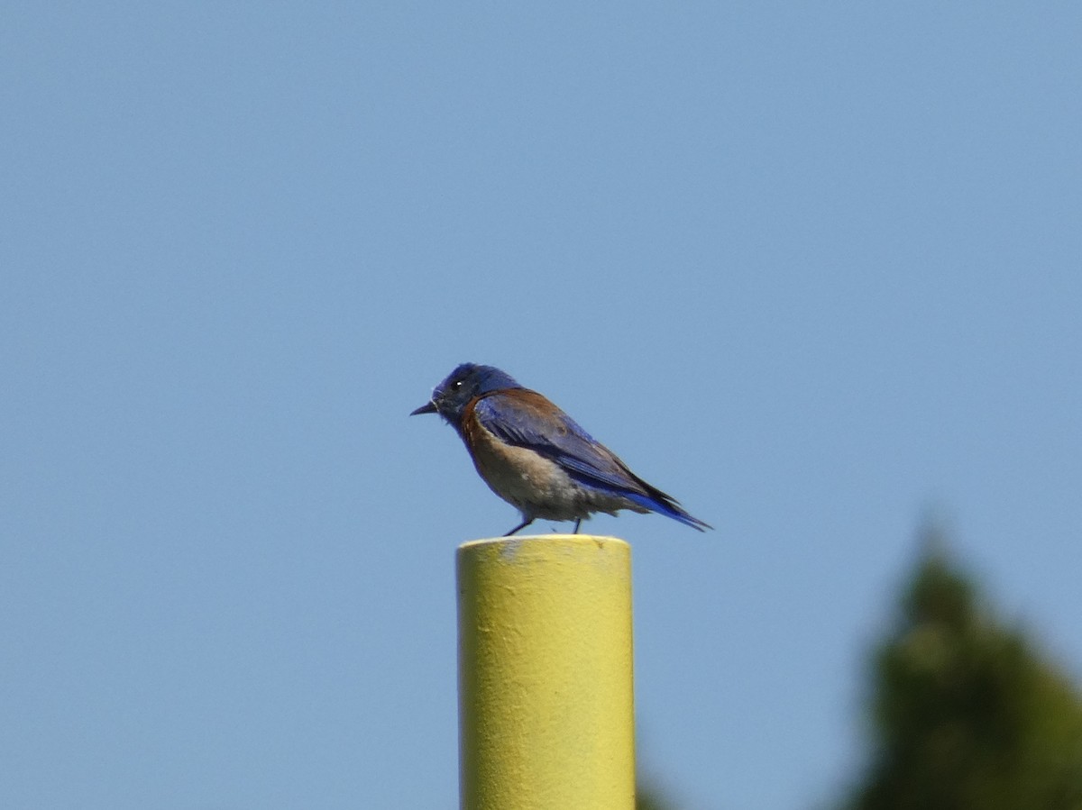 Western Bluebird - ML232515231